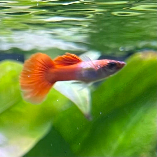 the-fish-farm Guppy Crimson Groom Guppy - Male 3-4cm Buy Crimson Groom Guppy - Male from The Fish Farm Australia