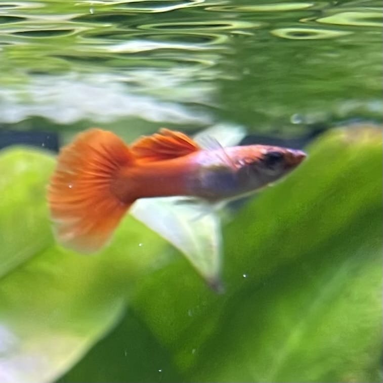 the-fish-farm Guppy Crimson Groom Guppy - Male 3-4cm Buy Crimson Groom Guppy - Male from The Fish Farm Australia