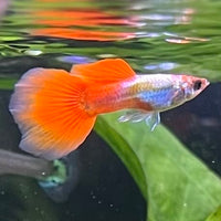 the-fish-farm Guppy Crimson Groom Guppy - Male 3-4cm Buy Crimson Groom Guppy - Male from The Fish Farm Australia