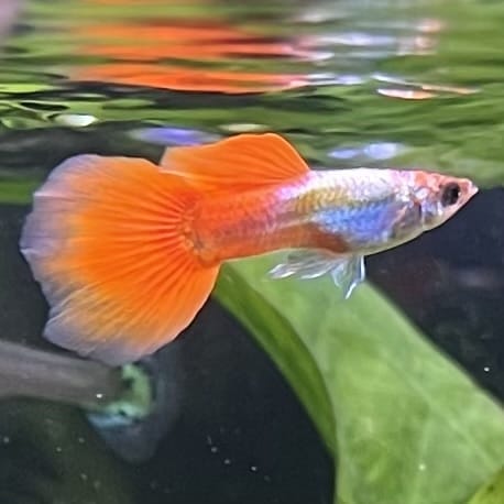 the-fish-farm Guppy Crimson Groom Guppy - Male 3-4cm Buy Crimson Groom Guppy - Male from The Fish Farm Australia