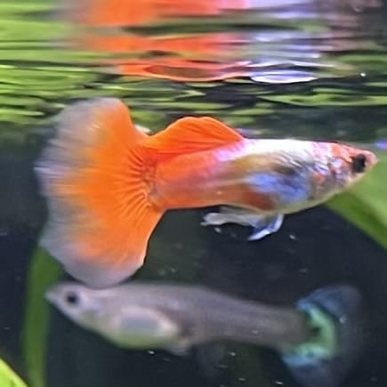 the-fish-farm Guppy Crimson Groom Guppy - Male 3-4cm Buy Crimson Groom Guppy - Male from The Fish Farm Australia