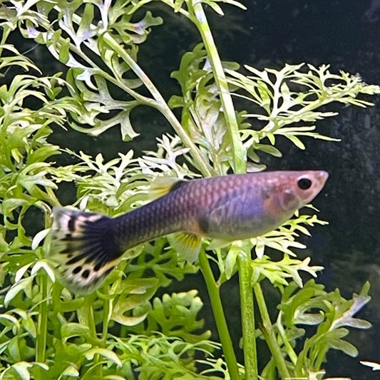 the-fish-farm Guppy Dragon Guppy - Female 3-4cm Buy Female Dragon Guppy shipped direct from The Fish Farm Australia
