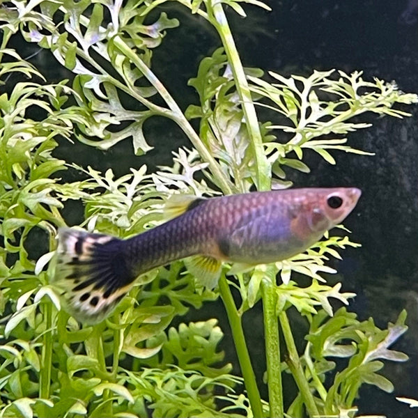 10 Live Blue Dragon Guppy Fry – Freshwater Aquarium Fish (USA Seller)