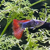 the-fish-farm Guppy Dragon Guppy - Male 3-4cm Buy Male Dragon Guppy shipped direct from The Fish Farm Australia