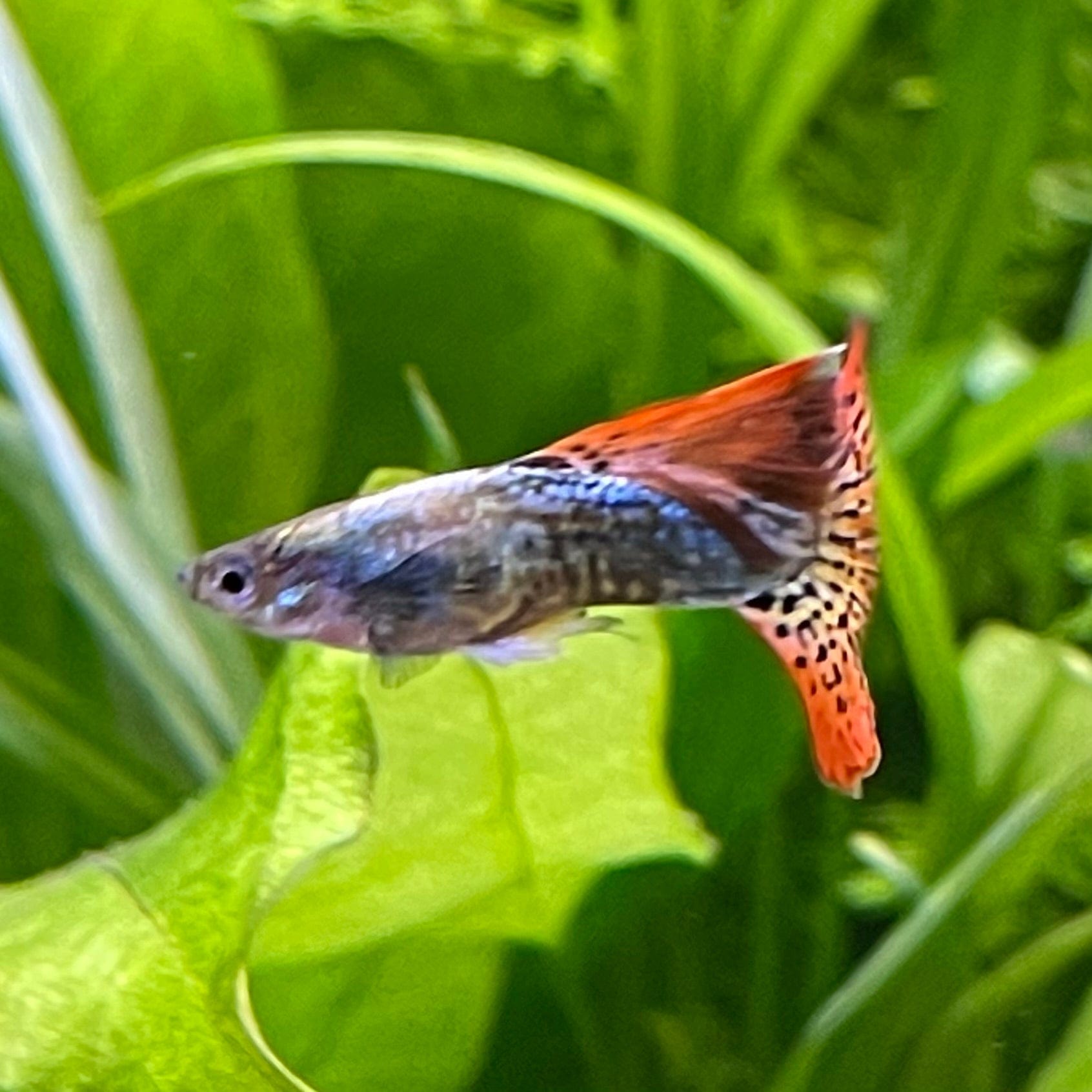 the-fish-farm Guppy Dragon Guppy - Male 3-4cm Buy Male Dragon Guppy shipped direct from The Fish Farm Australia