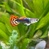the-fish-farm Guppy Dragon Tail Guppy - Male 3-4cm Buy Dragon Tail Guppy - Male from The Fish Farm Australia