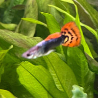 the-fish-farm Guppy Dragon Tail Guppy - Male 3-4cm Buy Dragon Tail Guppy - Male from The Fish Farm Australia