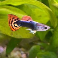 the-fish-farm Guppy Dragon Tail Guppy - Male 3-4cm Buy Dragon Tail Guppy - Male from The Fish Farm Australia