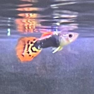 the-fish-farm Guppy Dragon Tail Guppy - Male 3-4cm Buy Dragon Tail Guppy - Male from The Fish Farm Australia