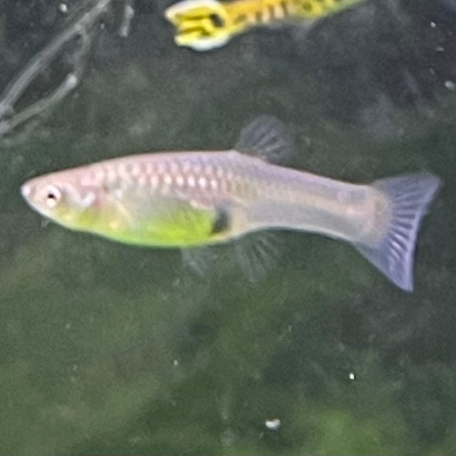 the-fish-farm Guppy Endler Guppy - Assorted Colour Female 2-2.5cm Buy Assorted Female Endler Guppy from The Fish Farm