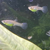 the-fish-farm Guppy Endler Guppy - Assorted Colour Female 2-2.5cm Buy Assorted Female Endler Guppy from The Fish Farm