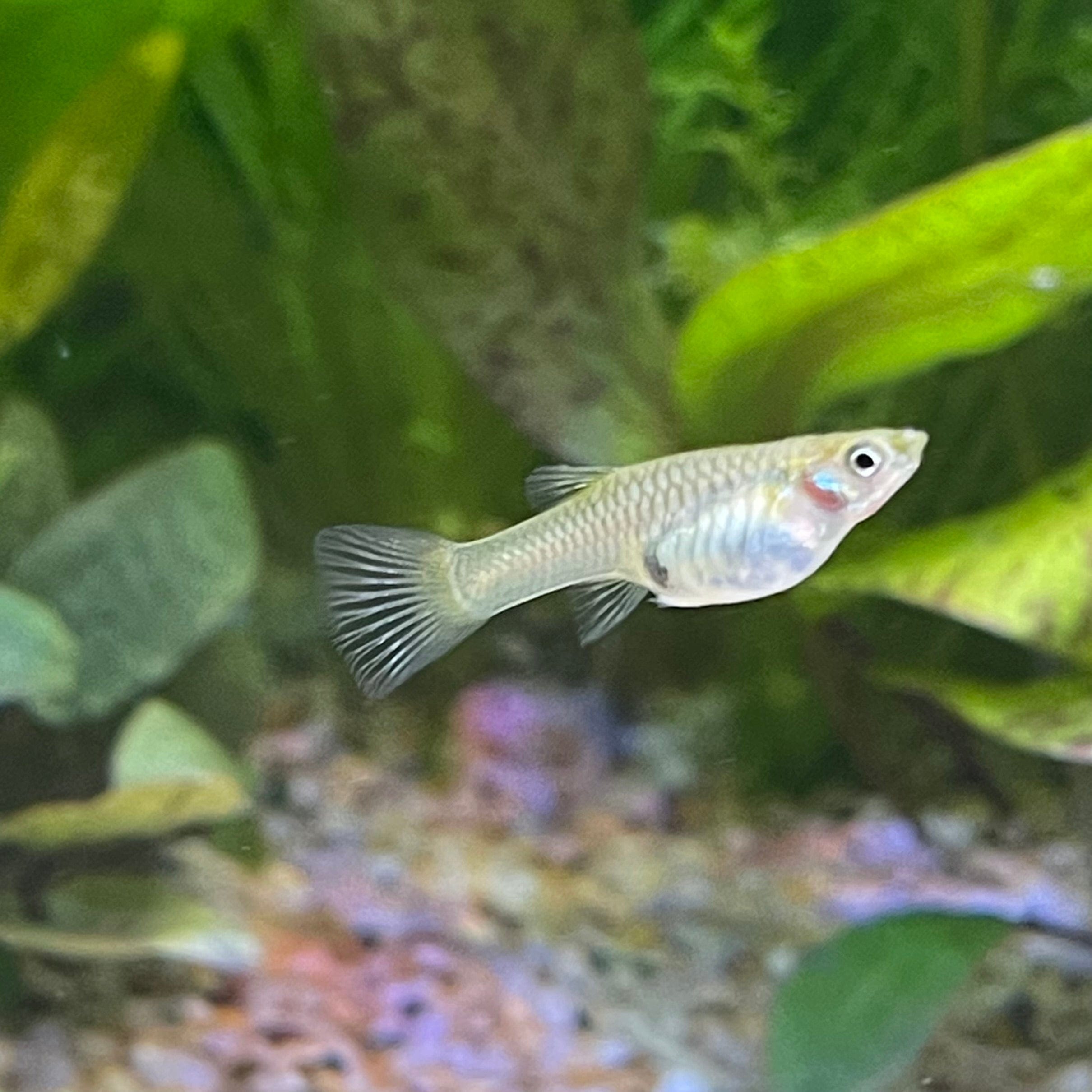 the-fish-farm Guppy Endler Guppy - Assorted Colour Female 2-2.5cm Buy Assorted Female Endler Guppy from The Fish Farm