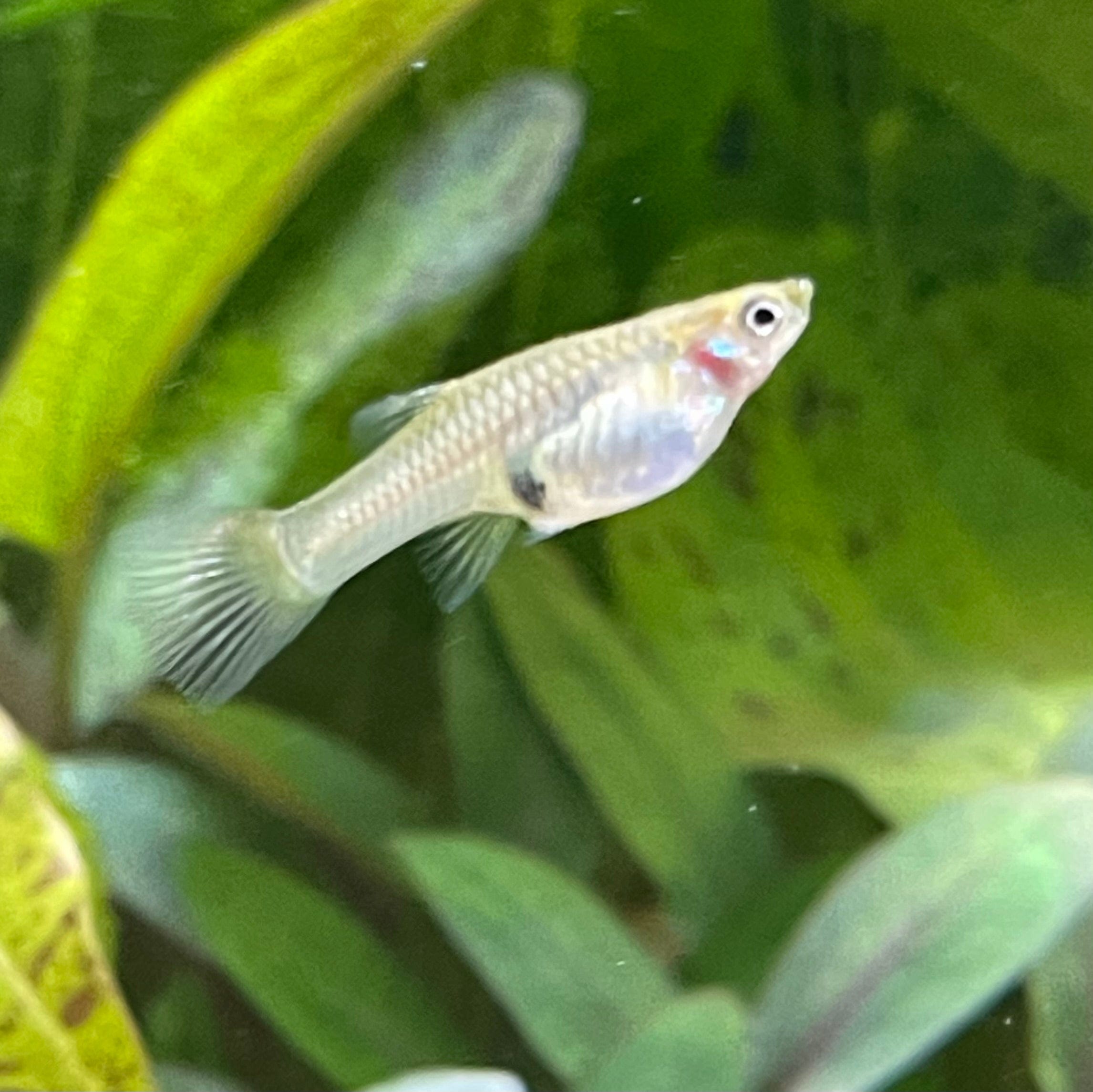 the-fish-farm Guppy Endler Guppy - Assorted Colour Female 2-2.5cm Buy Assorted Female Endler Guppy from The Fish Farm