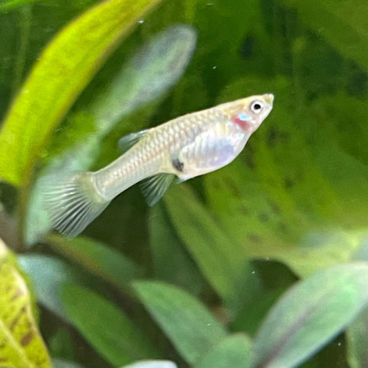 the-fish-farm Guppy Endler Guppy - Assorted Colour Female 2-2.5cm Buy Assorted Female Endler Guppy from The Fish Farm