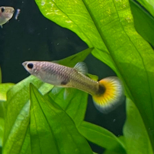 the-fish-farm Guppy Flame Guppy - Female 3-4cm Buy aquarium fish and female Flame Guppies from The Fish Farm