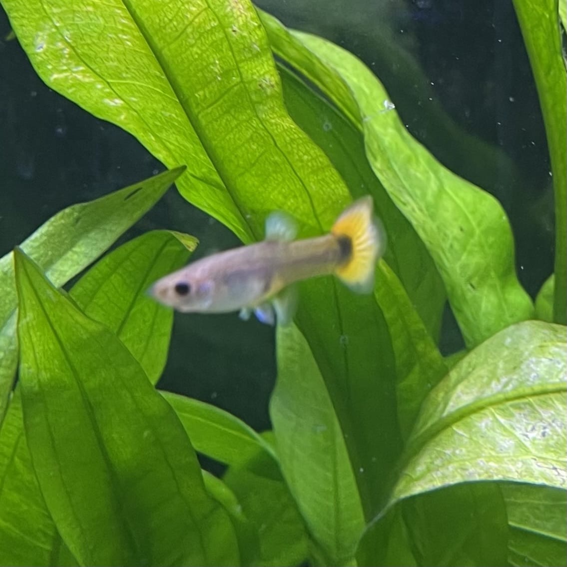 the-fish-farm Guppy Flame Guppy - Female 3-4cm Buy aquarium fish and female Flame Guppies from The Fish Farm