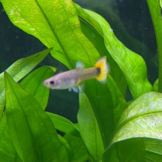 the-fish-farm Guppy Flame Guppy - Female 3-4cm Buy aquarium fish and female Flame Guppies from The Fish Farm