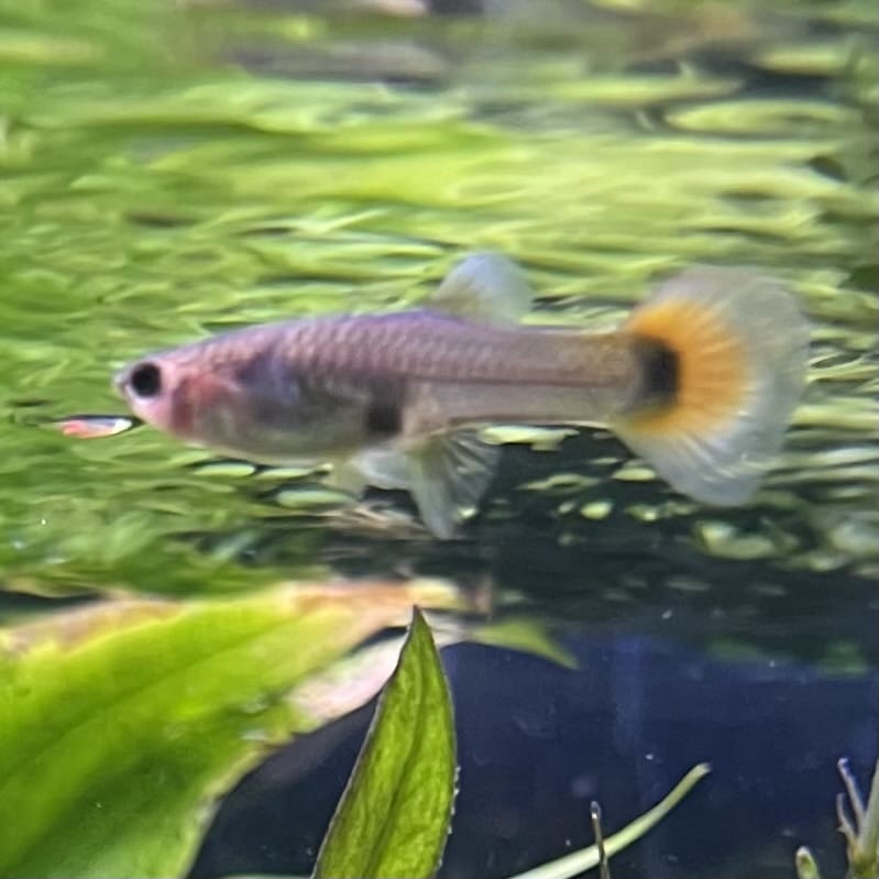 the-fish-farm Guppy Flame Guppy - Female 3-4cm Buy aquarium fish and female Flame Guppies from The Fish Farm