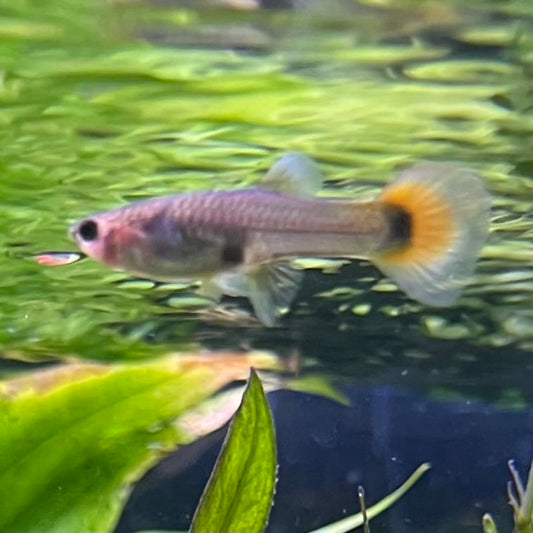 the-fish-farm Guppy Flame Guppy - Female 3-4cm Buy aquarium fish and female Flame Guppies from The Fish Farm