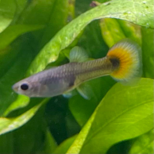 the-fish-farm Guppy Flame Guppy - Female 3-4cm Buy aquarium fish and female Flame Guppies from The Fish Farm