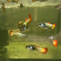 the-fish-farm Guppy Flame Guppy - Male 3-4cm Buy Flame Guppy - Male from The Fish Farm Australia