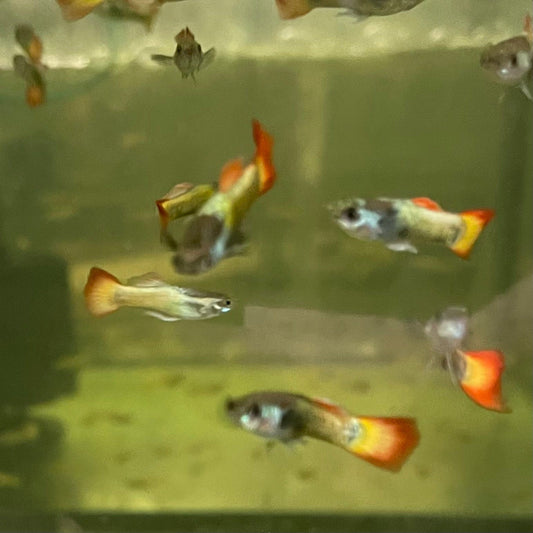 the-fish-farm Guppy Flame Guppy - Male 3-4cm Buy Flame Guppy - Male from The Fish Farm Australia