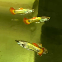 the-fish-farm Guppy Flame Guppy - Male 3-4cm Buy Flame Guppy - Male from The Fish Farm Australia