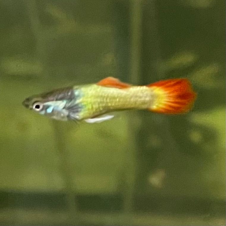 the-fish-farm Guppy Flame Guppy - Male 3-4cm Buy Flame Guppy - Male from The Fish Farm Australia