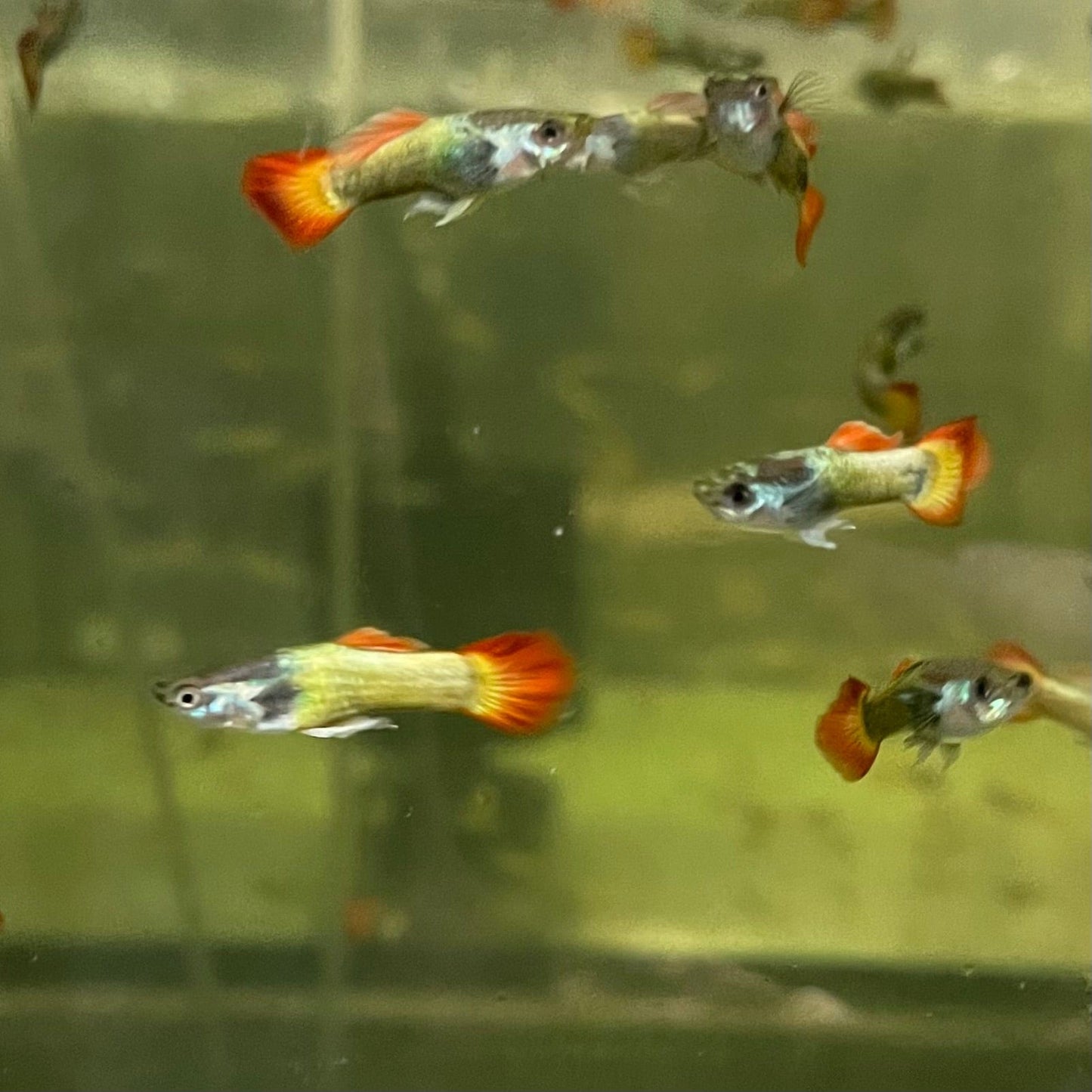 the-fish-farm Guppy Flame Guppy - Male 3-4cm Buy Flame Guppy - Male from The Fish Farm Australia