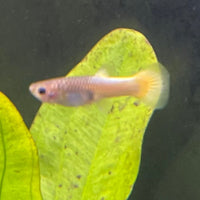 the-fish-farm Guppy German Yellow Guppy - Female 3-4cm Buy German Yellow Guppy - Females from The Fish Farm Australia