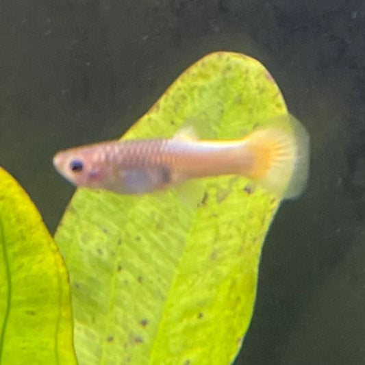 the-fish-farm Guppy German Yellow Guppy - Female 3-4cm Buy German Yellow Guppy - Females from The Fish Farm Australia