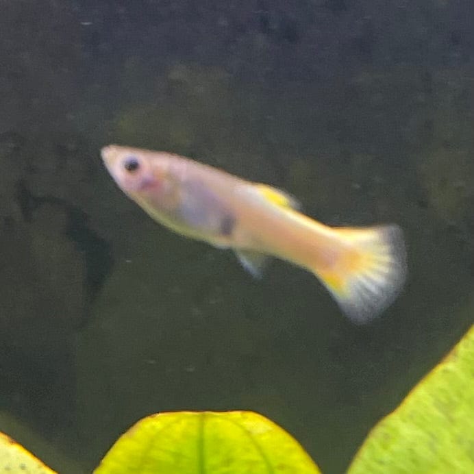 the-fish-farm Guppy German Yellow Guppy - Female 3-4cm Buy German Yellow Guppy - Females from The Fish Farm Australia