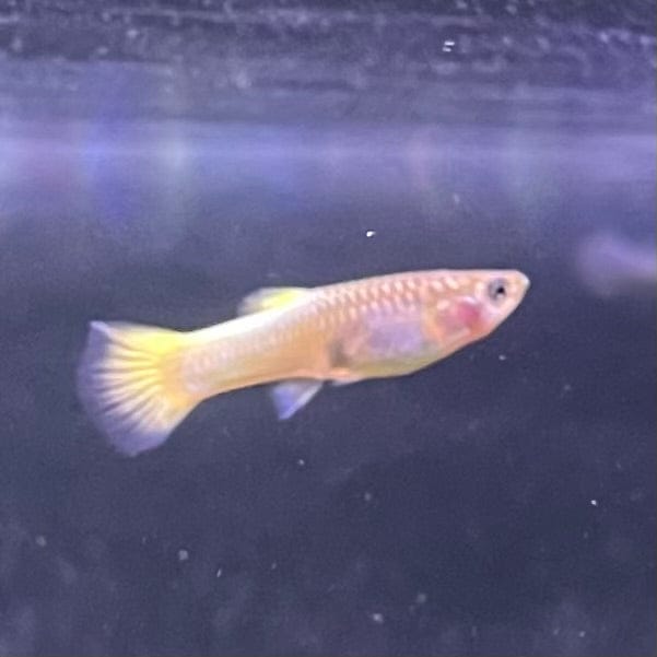 the-fish-farm Guppy German Yellow Guppy - Female 3-4cm Buy German Yellow Guppy - Females from The Fish Farm Australia