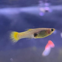 the-fish-farm Guppy German Yellow Guppy - Female 3-4cm Buy German Yellow Guppy - Females from The Fish Farm Australia
