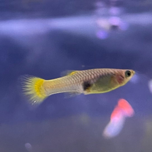 the-fish-farm Guppy German Yellow Guppy - Female 3-4cm Buy German Yellow Guppy - Females from The Fish Farm Australia