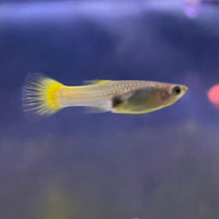 the-fish-farm Guppy German Yellow Guppy - Female 3-4cm Buy German Yellow Guppy - Females from The Fish Farm Australia