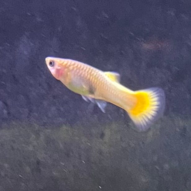 the-fish-farm Guppy German Yellow Guppy - Female 3-4cm Buy German Yellow Guppy - Females from The Fish Farm Australia
