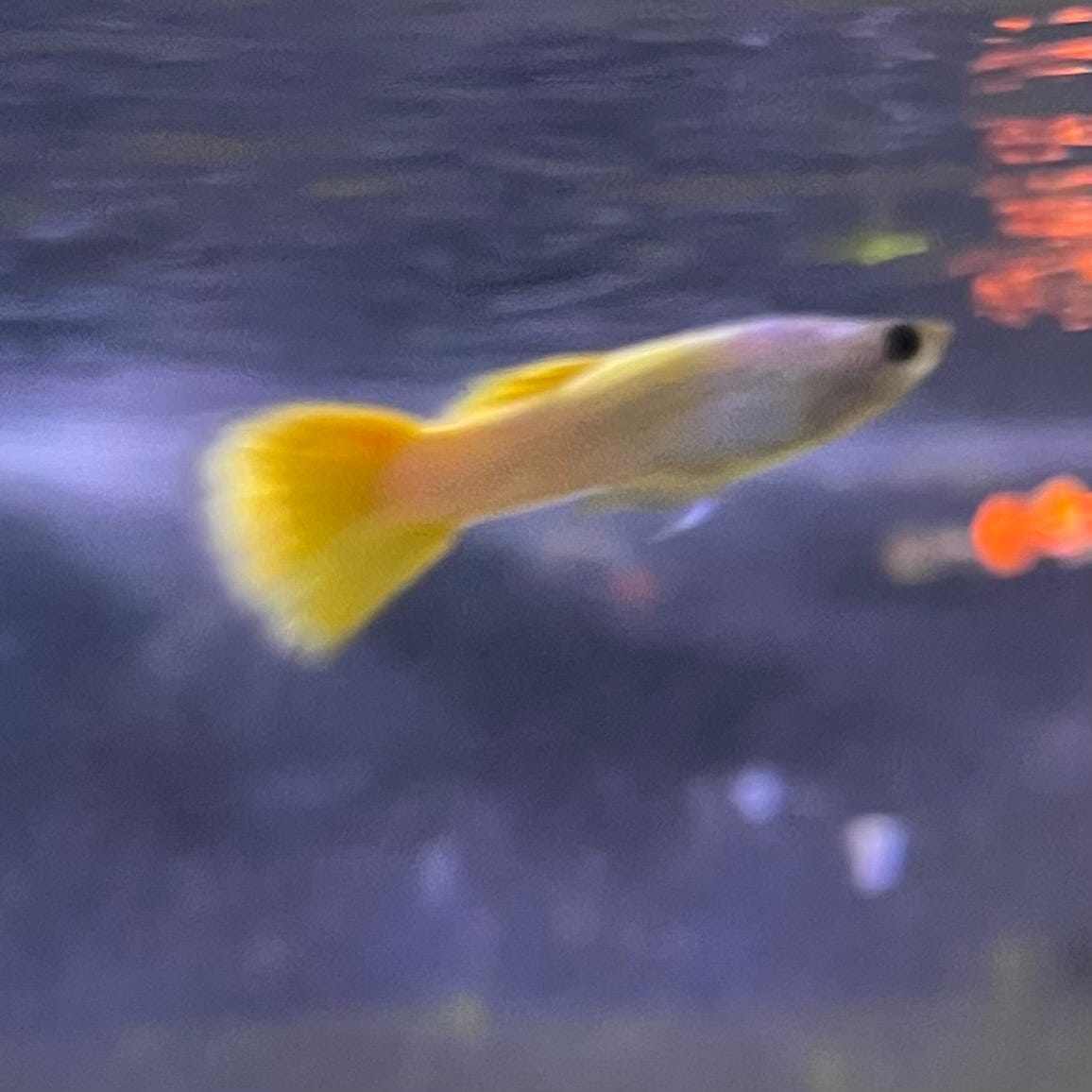 the-fish-farm Guppy German Yellow Guppy - Male 3-4cm Buy German Yellow Guppy - Males from The Fish Farm Australia