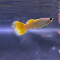 the-fish-farm Guppy German Yellow Guppy - Male 3-4cm Buy German Yellow Guppy - Males from The Fish Farm Australia