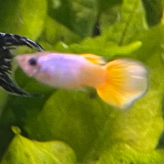 the-fish-farm Guppy German Yellow Guppy - Male 3-4cm Buy German Yellow Guppy - Males from The Fish Farm Australia