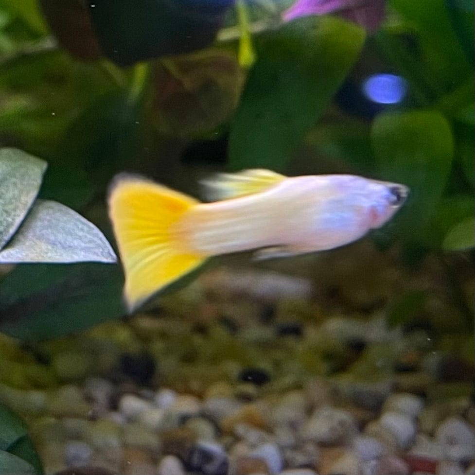 the-fish-farm Guppy German Yellow Guppy - Male 3-4cm Buy German Yellow Guppy - Males from The Fish Farm Australia