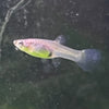 the-fish-farm Guppy Gold Tiger Endler Guppy - Female 2-2.5cm Buy Black Bar Endler Guppy from The Fish Farm