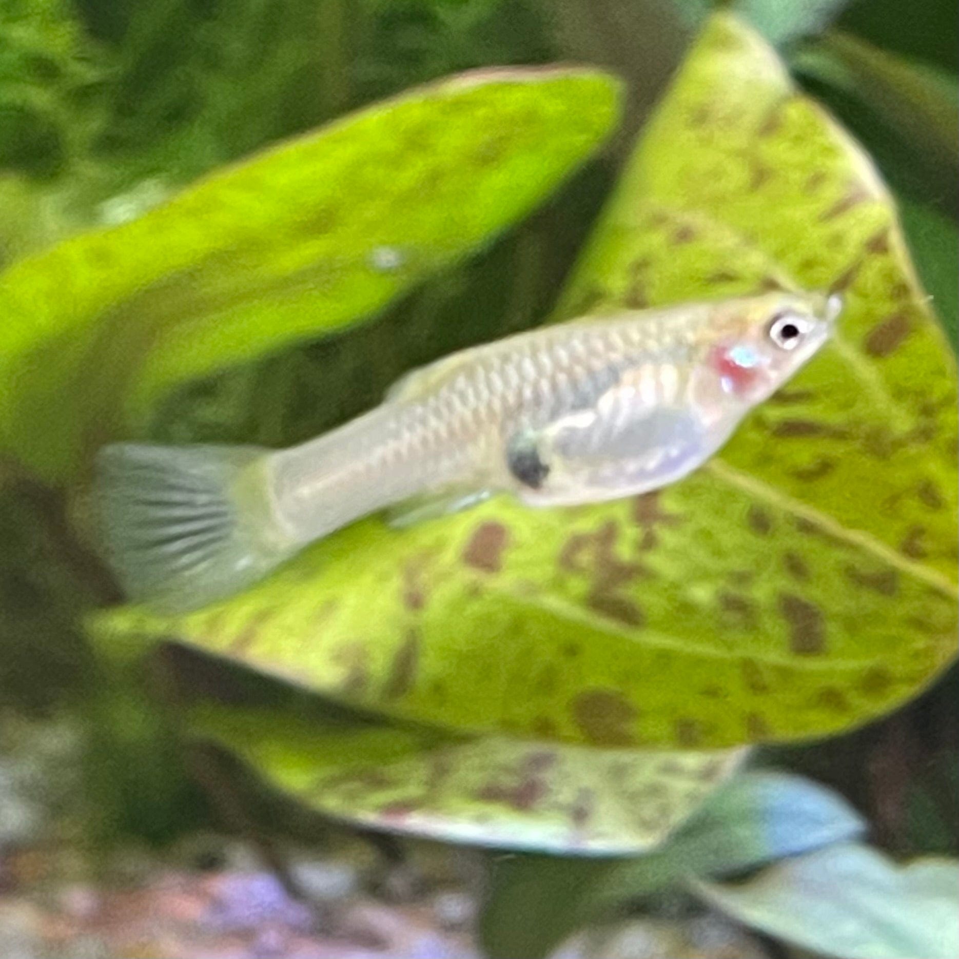 the-fish-farm Guppy Gold Tiger Endler Guppy - Female 2-2.5cm Buy Black Bar Endler Guppy from The Fish Farm