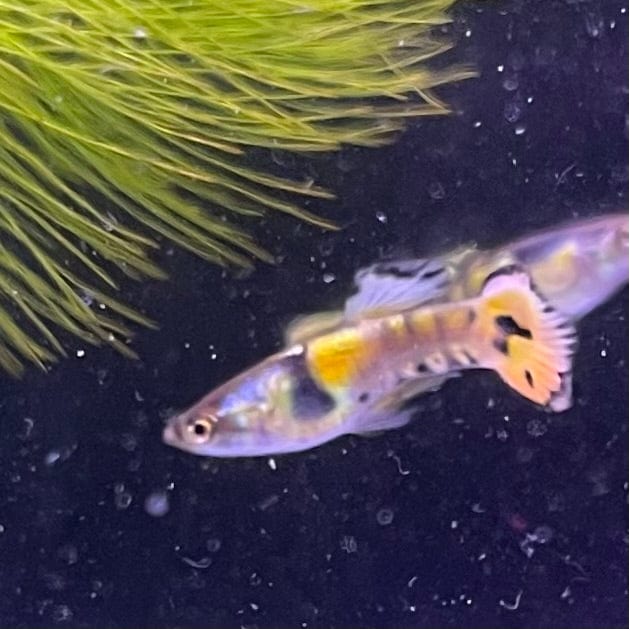 the-fish-farm Guppy Gold Tiger Endler Guppy - Male 2-2.5cm Buy Gold Tiger Endler Guppy from The Fish Farm