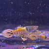 the-fish-farm Guppy Gold Tiger Endler Guppy - Male 2-2.5cm Buy Gold Tiger Endler Guppy from The Fish Farm