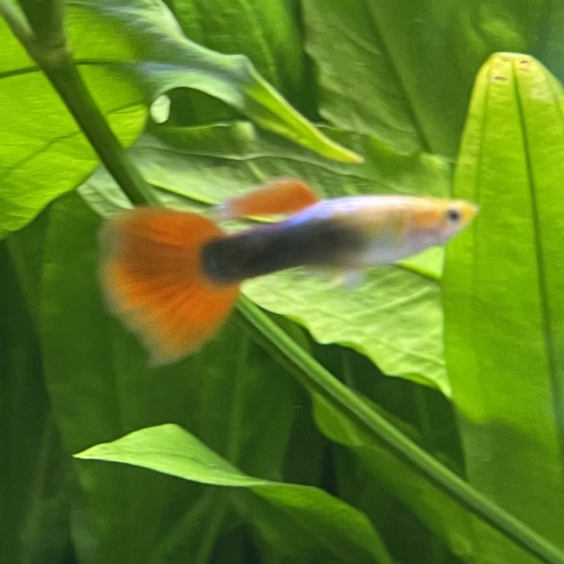 the-fish-farm Guppy Gold Tuxedo Guppy - Male 3-4cm Shop for Male Gold Tuxedo Guppies from The Fish Farm Australia