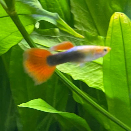 the-fish-farm Guppy Gold Tuxedo Guppy - Male 3-4cm Shop for Male Gold Tuxedo Guppies from The Fish Farm Australia