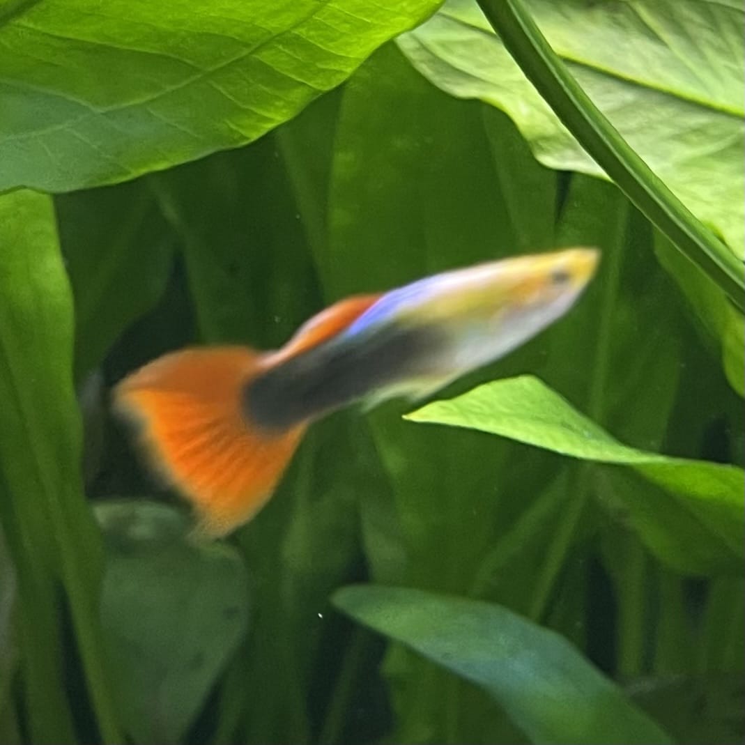 the-fish-farm Guppy Gold Tuxedo Guppy - Male 3-4cm Shop for Male Gold Tuxedo Guppies from The Fish Farm Australia