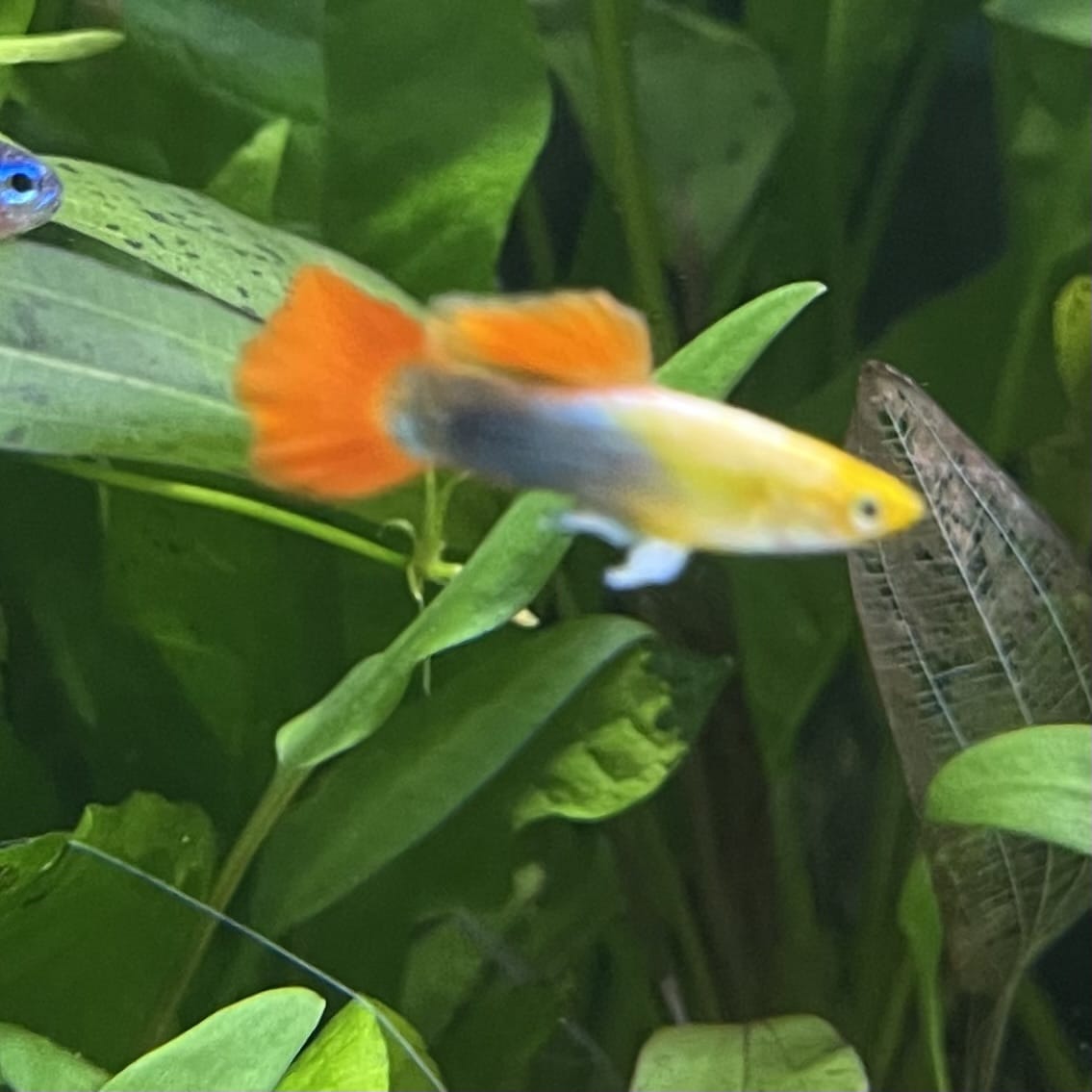 the-fish-farm Guppy Gold Tuxedo Guppy - Male 3-4cm Shop for Male Gold Tuxedo Guppies from The Fish Farm Australia