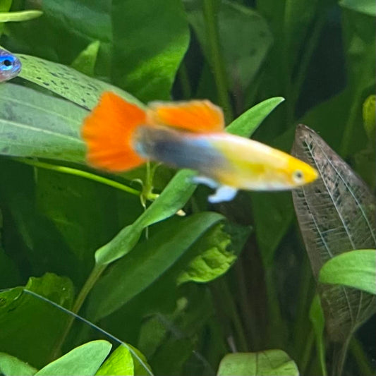 the-fish-farm Guppy Gold Tuxedo Guppy - Male 3-4cm Shop for Male Gold Tuxedo Guppies from The Fish Farm Australia